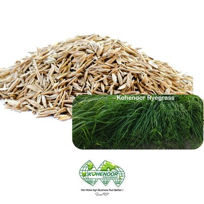 Sesbania sesban seeds