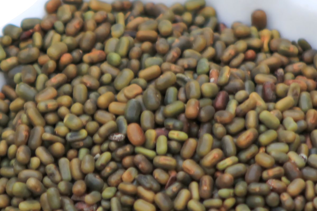 Close-up of sesbania seed lot showing uniform size and colour