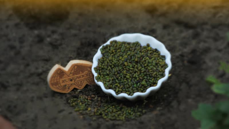 Sesbania field cultivation