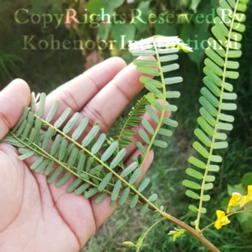 Sesbania seeds closeup